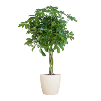 Schefflera Arab Nora met Viber wit - 70cm - Ø21