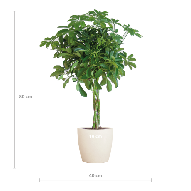 Schefflera Arab Nora met Viber wit - 70cm - Ø21