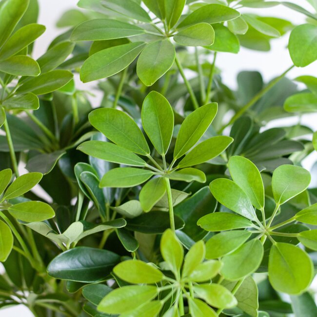 Schefflera Arab Nora met Viber wit - 70cm - Ø21