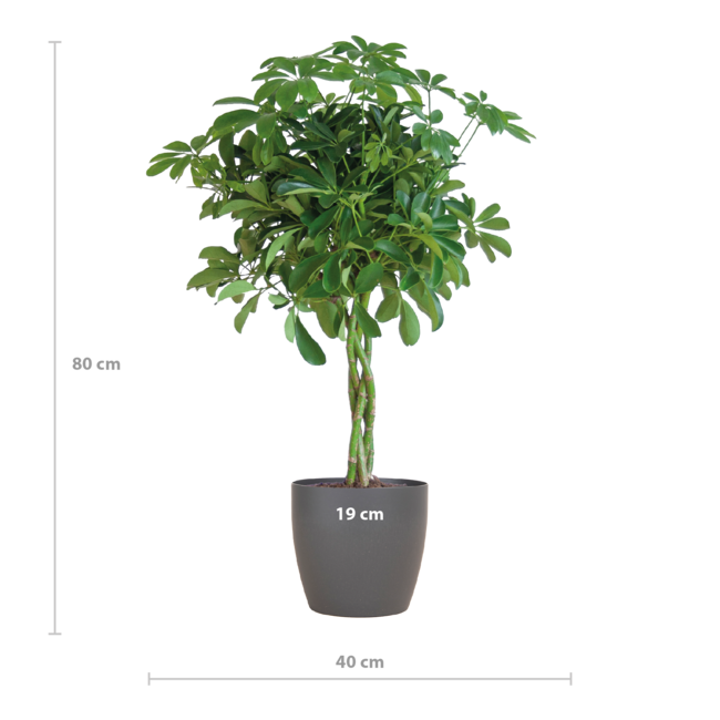 Schefflera Arab Nora met Viber grijs - 70cm - Ø21