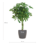 Schefflera Arab Nora met Viber grijs - 70cm - Ø21