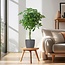 Schefflera Arab Nora met Viber grijs - 70cm - Ø21