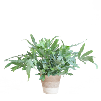 Phlebodium Aureum 'Blue Star' met Mand Lissabon wit - 40cm - Ø17