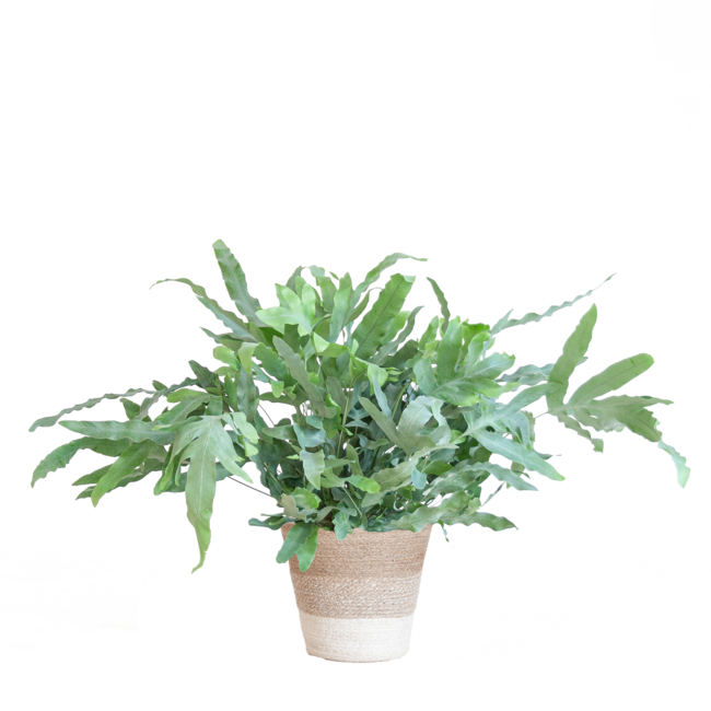 Phlebodium Aureum 'Blue Star' met Mand Lissabon wit - 40cm - Ø17