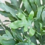 Phlebodium Aureum 'Blue Star' met Mand Lissabon wit - 40cm - Ø17