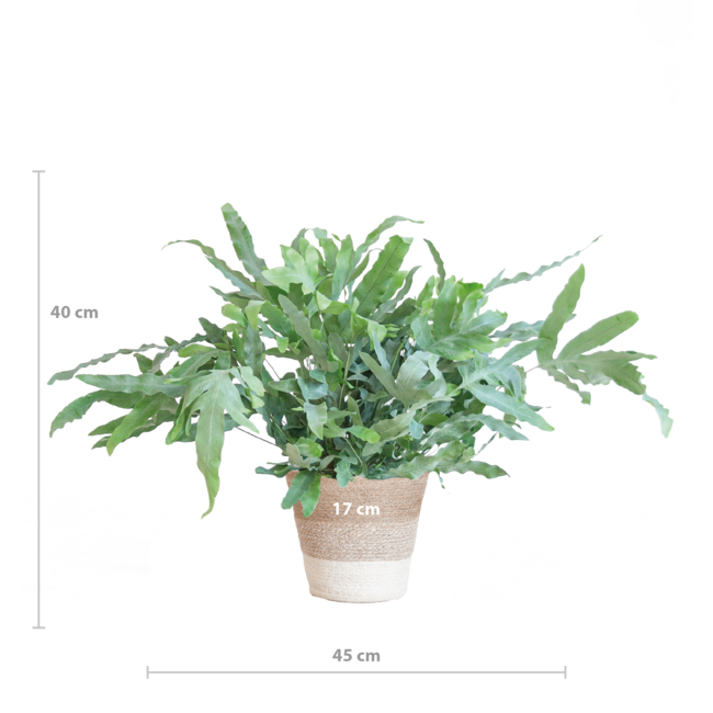 Phlebodium Aureum 'Blue Star' met Mand Lissabon wit - 40cm - Ø17
