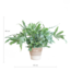 Phlebodium Aureum 'Blue Star' met Mand Lissabon wit - 40cm - Ø17