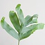 Phlebodium Aureum 'Blue Star' met Mand Lissabon wit - 40cm - Ø17