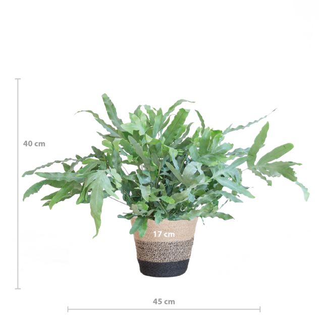 Phlebodium Aureum 'Blue Star' met Mand Lissabon zwart - 40cm - Ø17