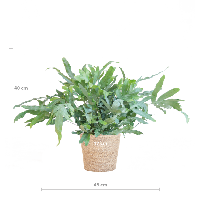Phlebodium Aureum 'Blue Star' met Mand Sofia naturel - 40cm - Ø17