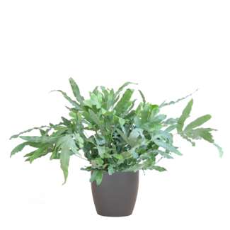 Phlebodium Aureum 'Blue Star' met Viber grijs - 40cm - Ø17