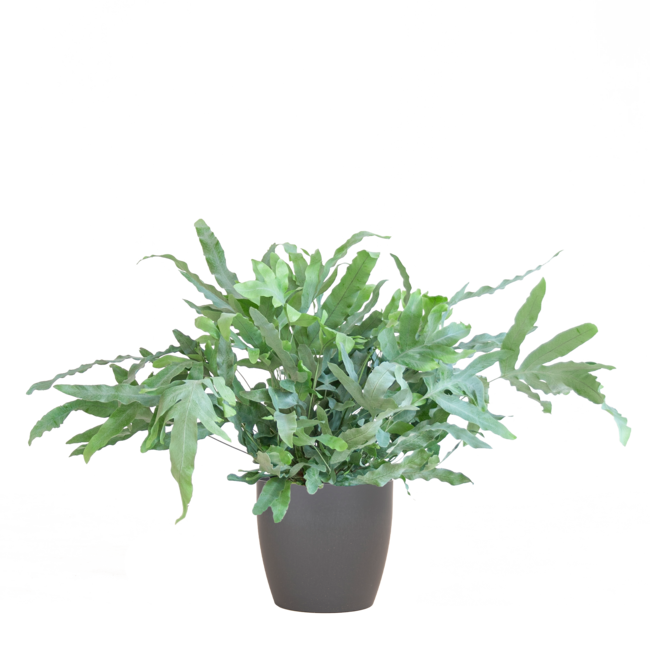 Phlebodium Aureum 'Blue Star' met Viber grijs - 40cm - Ø17