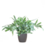 Phlebodium Aureum 'Blue Star' met Viber grijs - 40cm - Ø17