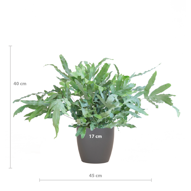 Phlebodium Aureum 'Blue Star' met Viber grijs - 40cm - Ø17