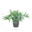 Phlebodium Aureum 'Blue Star' met Viber grijs - 40cm - Ø17