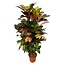 hhCodiaeum (Croton) Iceton vertakt - 120 cm - Ø24cm