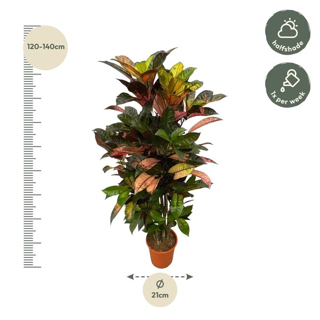 hhCodiaeum (Croton) Iceton vertakt - 120 cm - Ø24cm