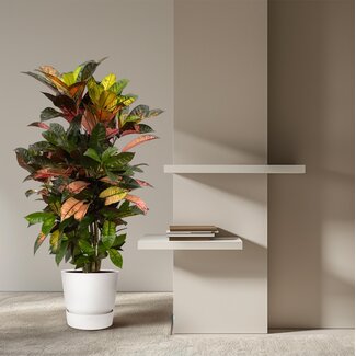 Codiaeum (Croton) Iceton vertakt kopen  - 120 cm