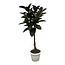 Ficus Elastica Robusta stam - 140 cm - Ø32cm