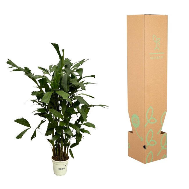 Caryota Mitis - 120 cm - Ø19cm