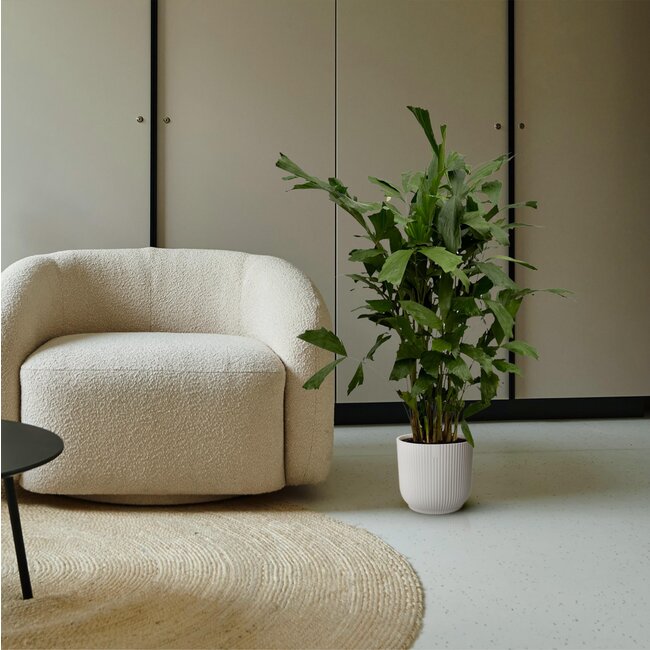 Caryota Mitis - 120 cm - Ø19cm