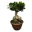 Ficus Microcarpa Ginseng - 50 cm - Ø25cm