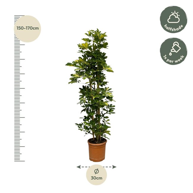 Schefflera Gold Capella struik - 160 cm - Ø30cm