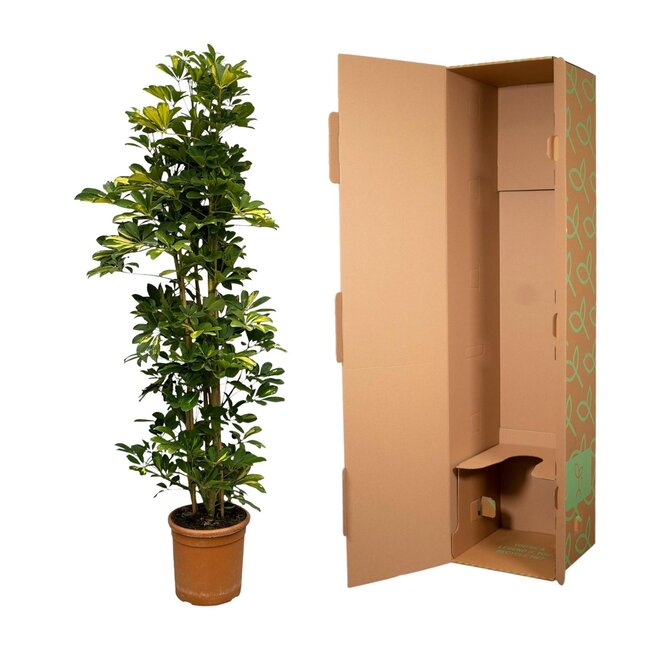 Schefflera Gold Capella struik - 160 cm - Ø30cm