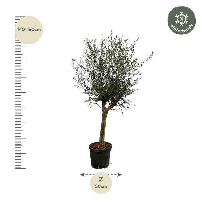 Olea Lorc - 200 cm - Ø45cm