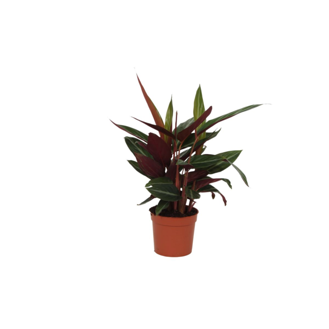 Calathea Stripestar - 40 cm - Ø12cm