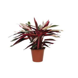 Calathea Triostar (Stromanthe) - 80 cm - Ø19cm