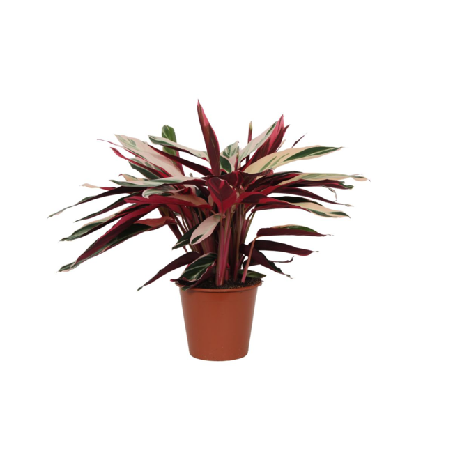 Calathea Triostar (Stromanthe) - 80 cm - Ø19cm
