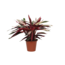 Calathea Triostar (Stromanthe) - 80 cm - Ø19cm