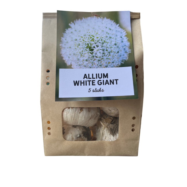 White Giant - Allium bollen 5 stuks
