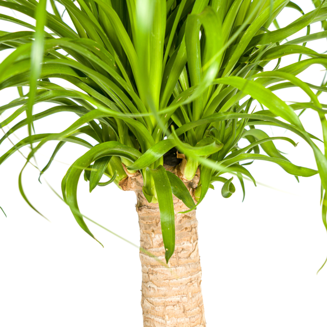 Beaucarnea Recurvata Stam Ø21cm - ↕70cm