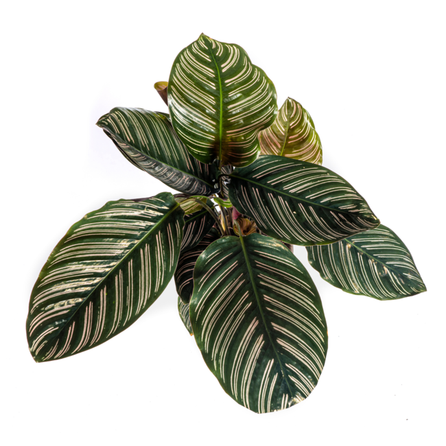 Calathea Ornata Sanderiana Ø17cm - ↕45cm