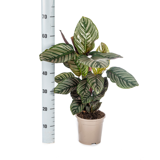 Calathea Ornata Sanderiana Ø17cm - ↕45cm