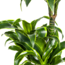 Dracaena Deremensis Dorado Ø21cm - ↕110cm