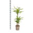 Dracaena Deremensis Rikki Ø21cm - ↕100cm
