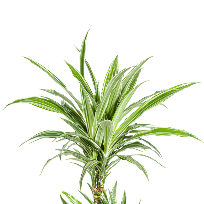 Dracaena Deremensis White Stripe Ø19cm - ↕80cm