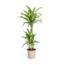 Dracaena Deremensis White Stripe Ø21cm - ↕100cm