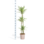 Dracaena Deremensis White Stripe Ø24cm - ↕140cm