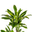 Dracaena Fragrans Golden Coast Ø24cm - ↕140cm