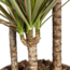 Dracaena Marginata Bicolor Ø21cm - ↕120cm