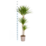 Dracaena Marginata Green Ø24cm - ↕140cm