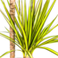 Dracaena Marginata Sunray Ø19cm - ↕80-100cm