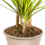 Dracaena Marginata Sunray Ø21cm - ↕100-110cm