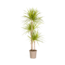 Dracaena Marginata Sunray Ø24cm - ↕140cm