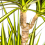 Dracaena Marginata Sunray Ø24cm - ↕140cm