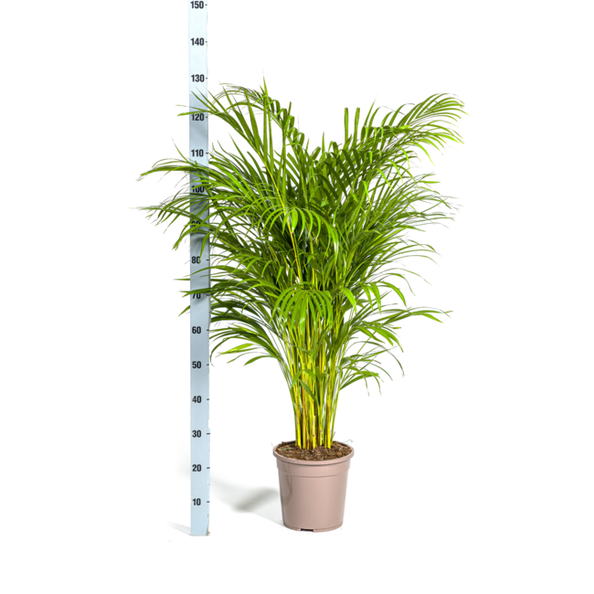 Dypsis Areca Lutescens Ø24cm - ↕140cm